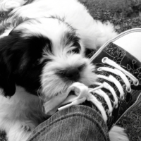dog chewing behavior