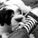 dog chewing behavior